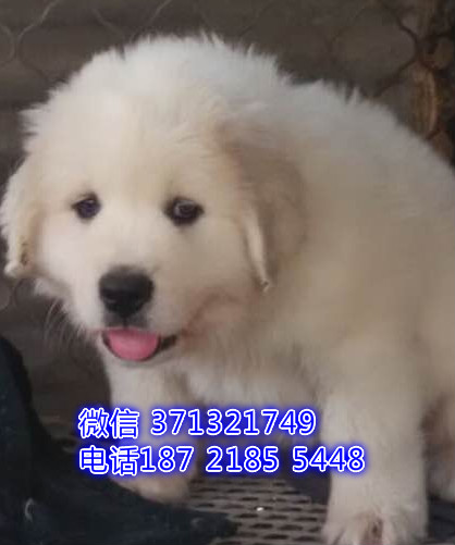 长沙大白熊犬出售，长沙基地直销专业繁殖 白熊