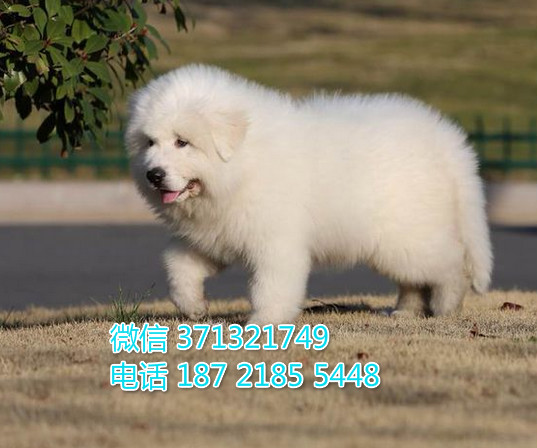 大白熊狗出售，天津一窝大型犬巨型犬 全国发货