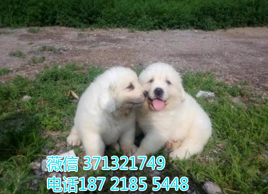 大白熊犬出售 巨型犬白熊 犬舍直销 基地繁殖 特价