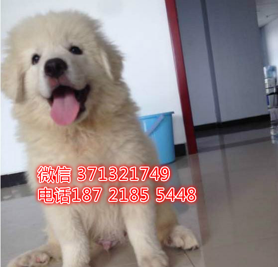 大白熊犬出售纯种，南京大白熊犬出售，南京犬舍 