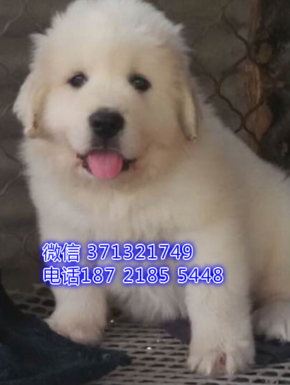 大白熊犬出售一窝 成都 犬舍出售白熊狗狗温顺