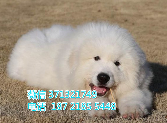巨型犬大白熊狗狗，长毛巨型犬一窝 可以自取 长沙犬舍