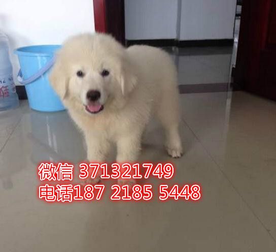 大白熊犬出售纯种，厦门犬舍 厦门宠物店 出售 