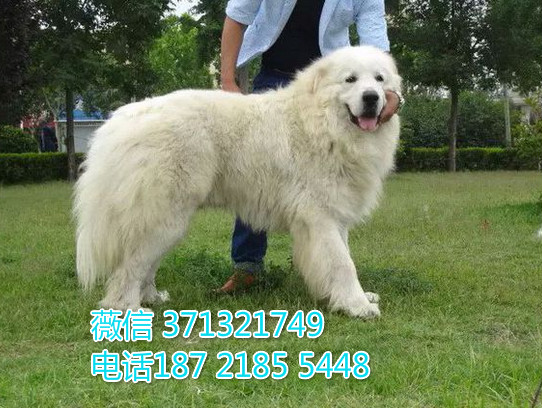 大白熊犬出售 巨型犬白熊 犬舍直销 基地繁殖 