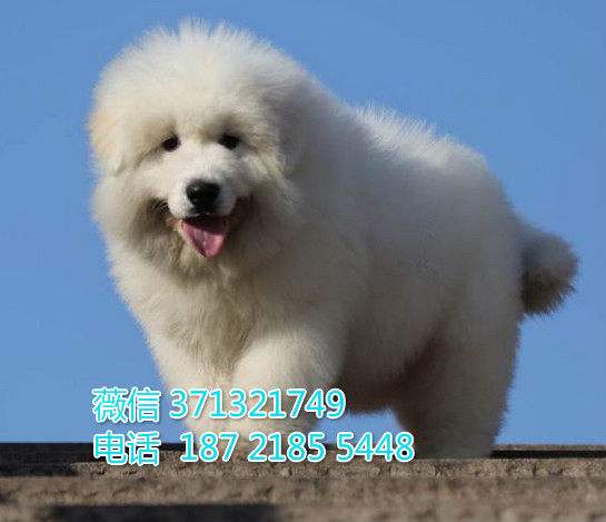大白熊犬出售纯种 巨型犬大白熊狗狗 疫苗和驱虫做好