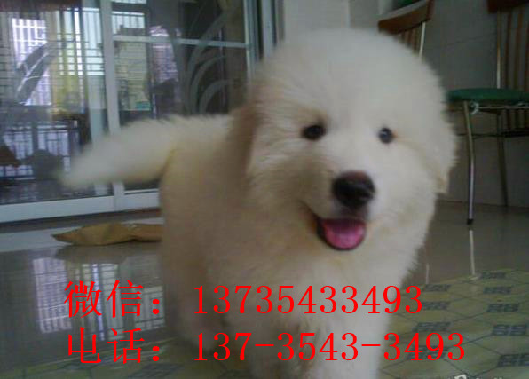 红河宠物狗犬舍出售纯种大白熊犬 宠物网狗市场在哪买狗卖狗