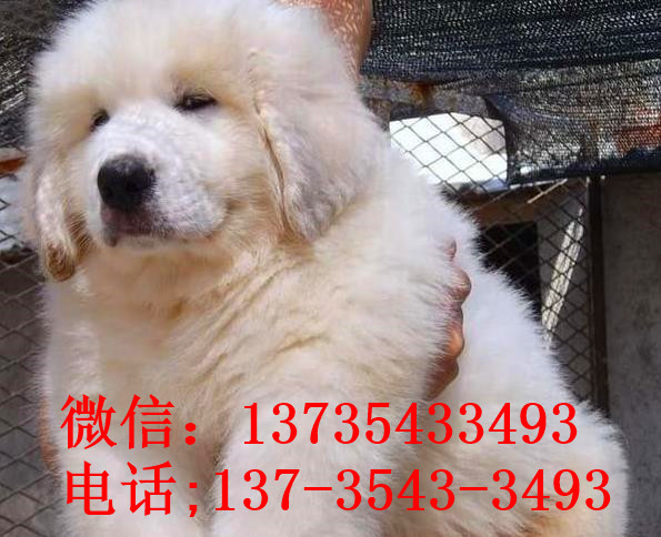 长沙宠物狗狗犬舍出售大白熊犬好不好养 狗市场在哪卖狗