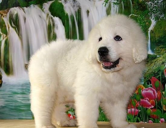 泸州宠物狗狗犬舍出售大白熊犬好不好养 狗市