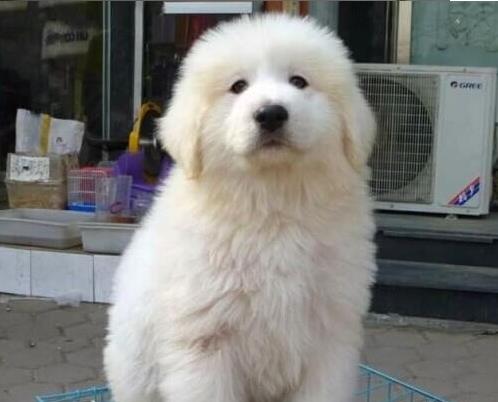南京宠物狗狗犬舍出售大白熊犬好不好养 狗市