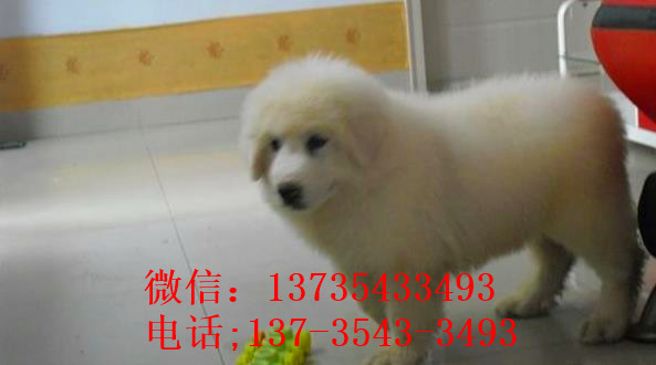 南京宠物狗狗犬舍出售大白熊犬好不好养 狗市场在哪卖狗