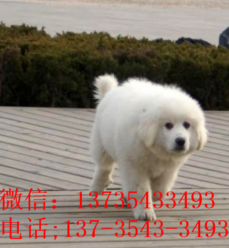 长沙宠物狗狗犬舍出售大白熊犬好不好养 狗市场在哪卖狗