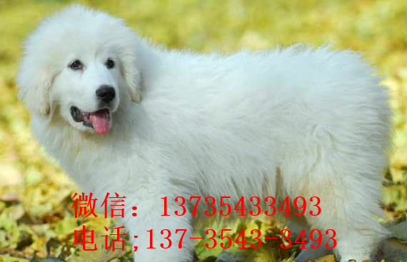 上海宠物狗狗出售纯种大白熊犬狗狗领养犬舍