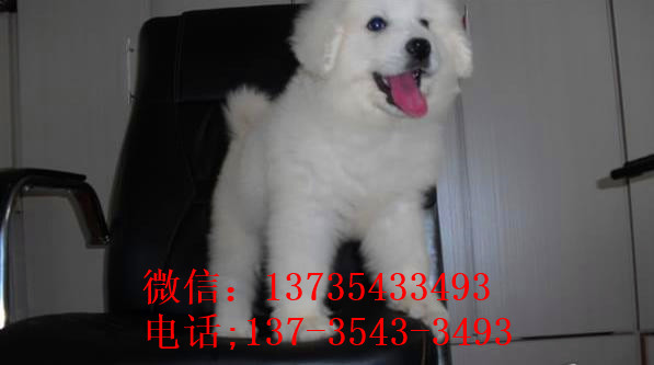 北京宠物狗狗出售纯种大白熊犬狗狗领养犬舍