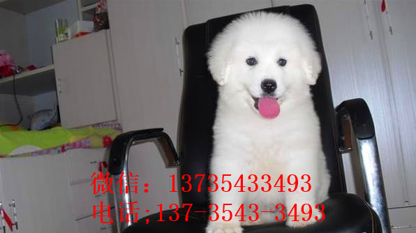 北京宠物狗狗出售纯种大白熊犬狗狗领养犬舍