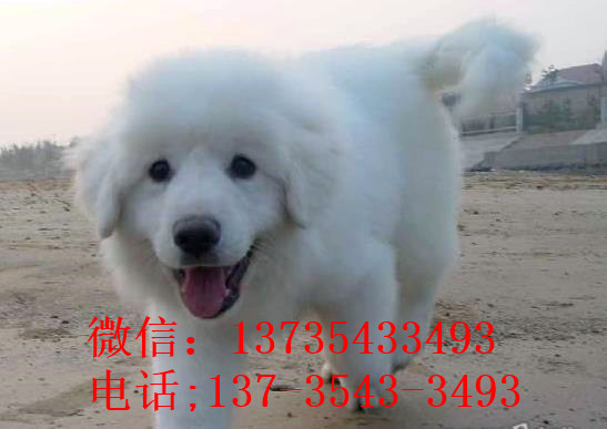 北京宠物狗狗出售纯种大白熊犬狗狗领养犬舍