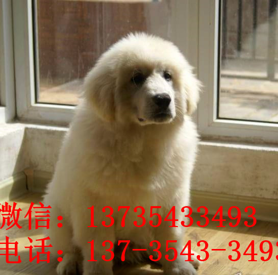 红河宠物狗犬舍出售纯种大白熊犬 宠物网狗市场在哪买狗卖狗