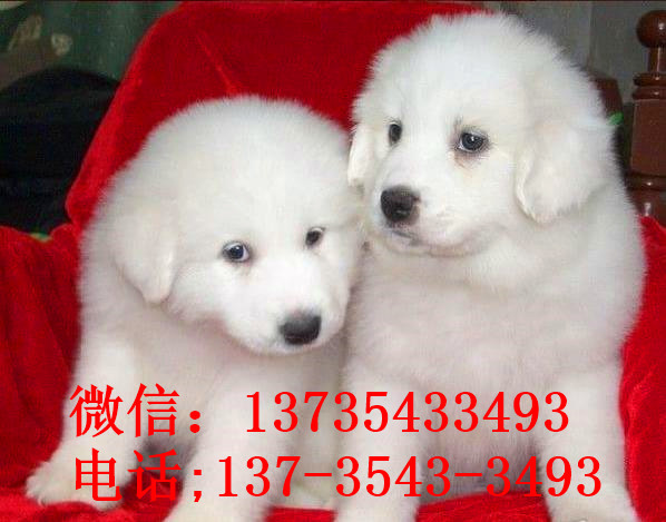 厦门宠物狗狗出售纯种大白熊犬狗狗领养犬舍