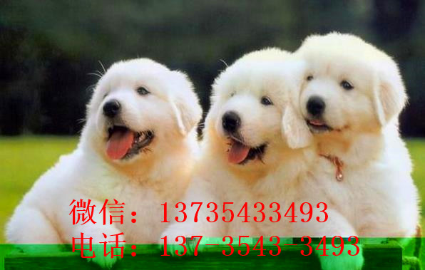 阳江宠物狗犬舍出售纯种大白熊犬 宠物网狗市