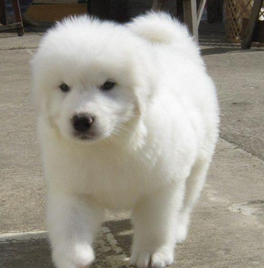 西安宠物狗狗犬舍出售大白熊犬好不好养 狗市场在哪卖狗