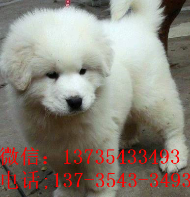 天津宠物狗狗出售纯种大白熊犬狗狗领养犬舍