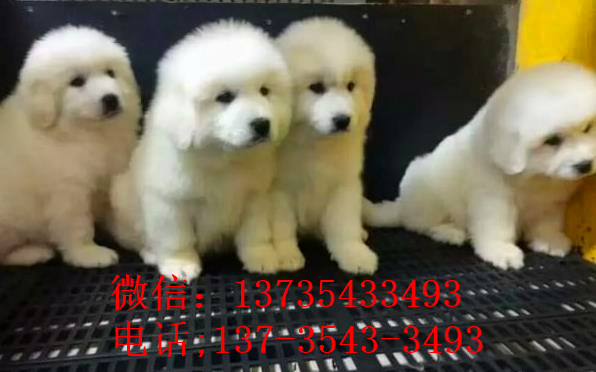 内蒙古宠物狗狗出售纯种大白熊犬狗狗领养犬舍