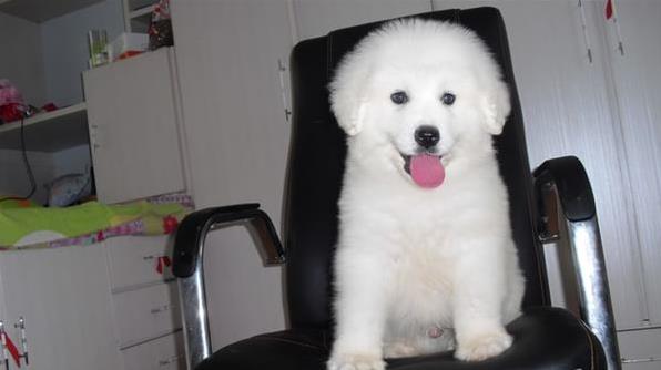 上海宠物狗狗犬舍出售大白熊犬好不好养 狗市场在哪卖狗