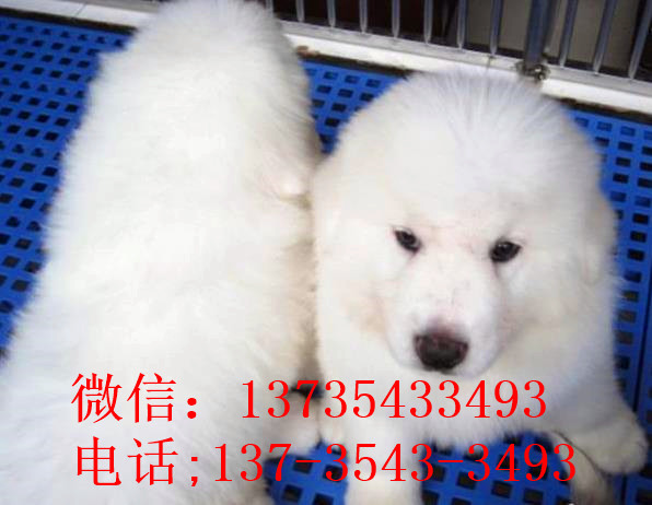 厦门宠物狗狗出售纯种大白熊犬狗狗领养犬舍