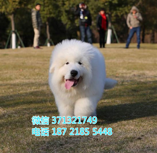武汉宠物 大白熊犬纯种幼犬 武汉本地繁殖 武