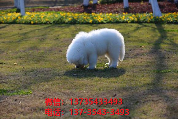 南京宠物狗犬舍出售纯种大白熊犬幼犬活体巨型大白熊狗仔哪里有卖宠物狗市场在哪里领养