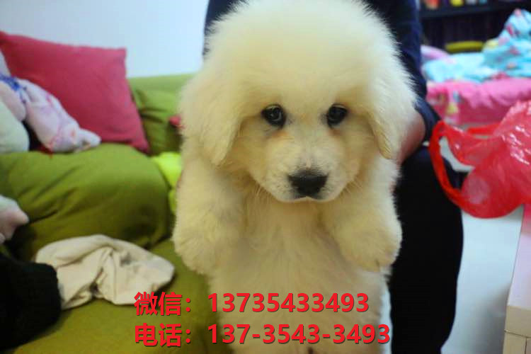 漯河犬舍出售纯种大白熊犬 大白熊幼犬哪里有卖 大白熊狗场在哪卖狗