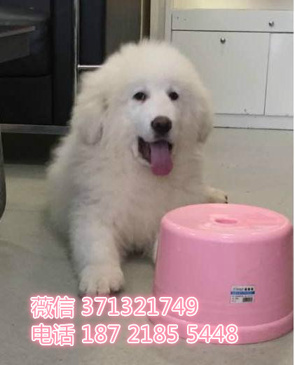 福州狗狗 大白熊犬出售纯种幼犬 福州犬舍 全国发货