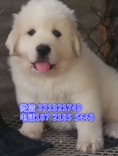 天津狗狗 大白熊犬出售 天津特价犬舍 全国发货