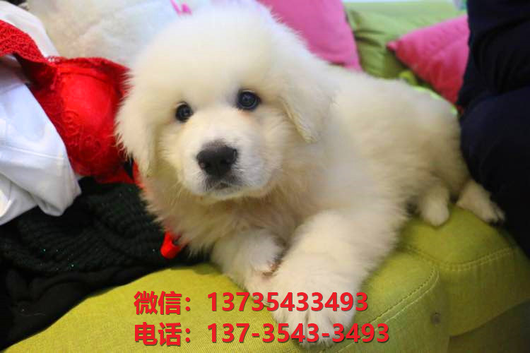 郴州犬舍出售纯种大白熊犬 大白熊幼犬哪里有