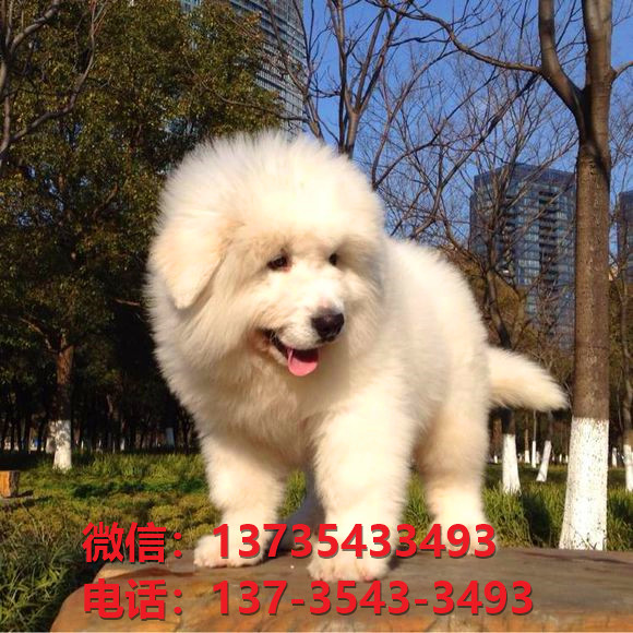 上?；破秩岢鍪鄞恐执蟀仔苋?大白熊幼犬哪