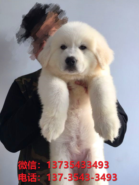 重庆宠物狗犬舍出售纯种大白熊犬幼犬活体巨型