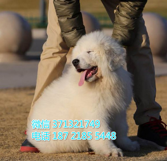 重庆特惠大白熊犬出售纯种幼犬 重庆犬舍宠物狗狗狗场