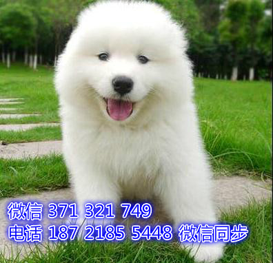 苏州全国发货 犬舍繁殖 大白熊犬出售纯种幼犬 包售后亩