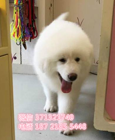 南京狗狗大白熊犬出售 南京特价宠物狗狗 