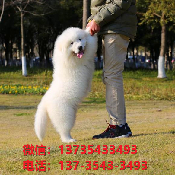 西安宠物狗犬舍出售纯种大白熊犬幼犬活体巨型