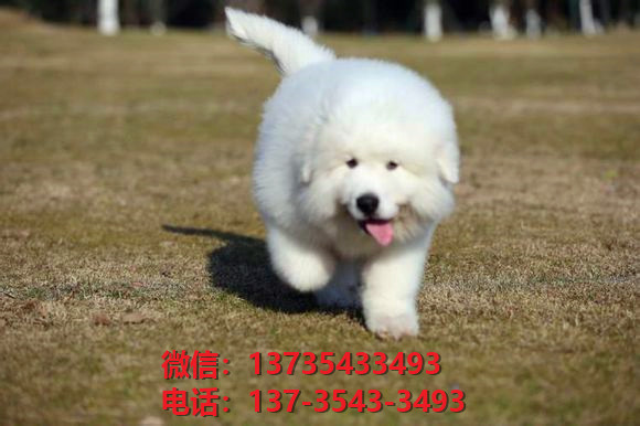 西安宠物狗犬舍出售纯种大白熊犬幼犬活体巨型大白熊狗仔哪里有卖宠物狗市场在哪里领养