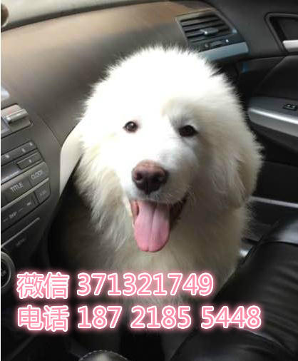 济南狗狗 大白熊犬出售纯种幼犬 济南狗场 全