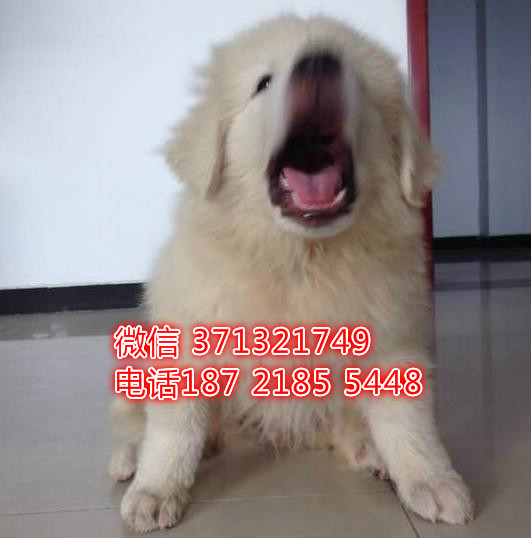 无锡宠物 小鹿犬出售 无锡犬舍 无锡狗场大白