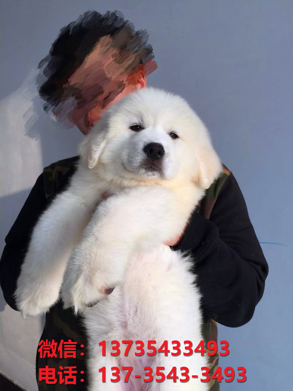 延安犬舍出售纯种大白熊犬 大白熊幼犬哪里有
