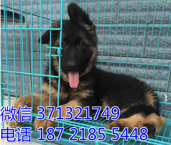 南昌狗狗 德牧犬出售纯种 南昌犬舍 南昌全国