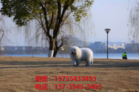南京宠物狗犬舍出售纯种大白熊犬幼犬活体巨型大白熊狗仔哪里有卖宠物狗市场在哪里领养