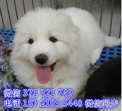 天津宠物狗狗大白熊犬出售幼犬 全国可以发货堵