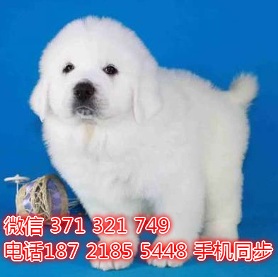  特惠大白熊纯种幼犬出售 支持上门支持空运汽运教