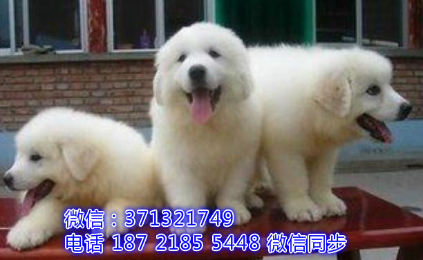 全国特惠大白熊犬纯种幼犬 支持上门 支持空运汽运 包健康姓