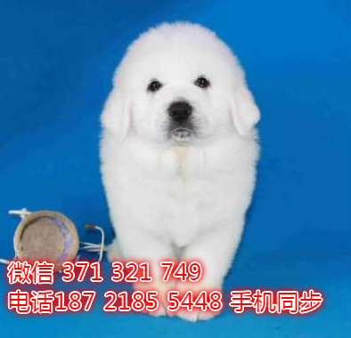 大白熊出售 宠物狗狗  宠物市场 狗狗图片 买卖狗狗浦