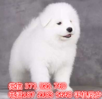 大白熊出售 宠物狗狗  宠物市场 狗狗图片 买卖狗狗兔